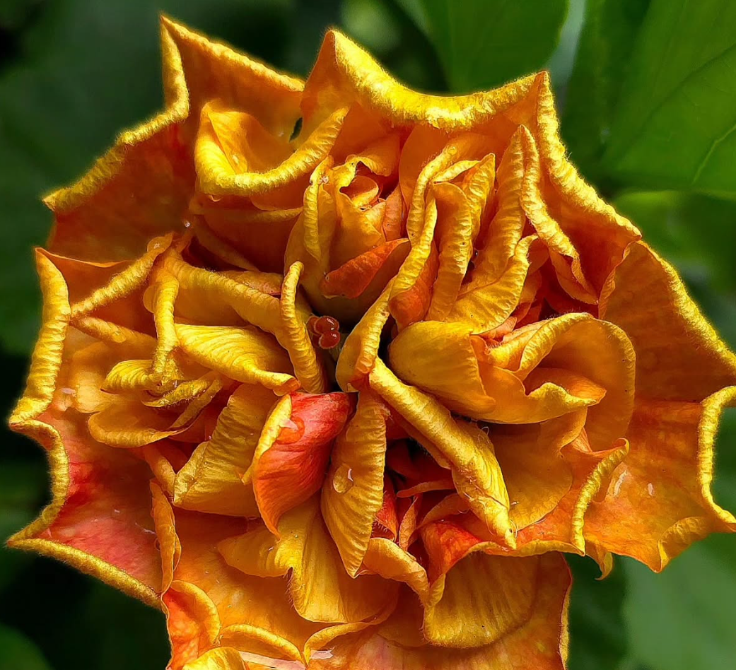 Hibiscus Apricot Fest 50 Seeds