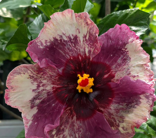 Hibiscus Panama 50 Seeds