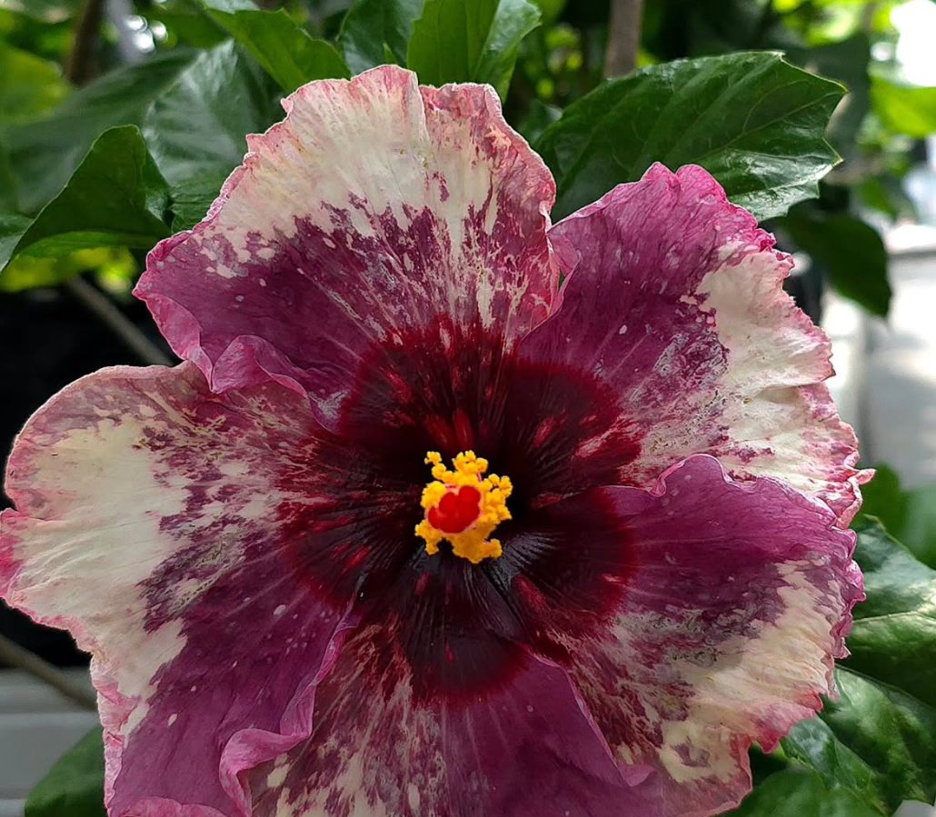 Hibiscus Panama 50 Seeds