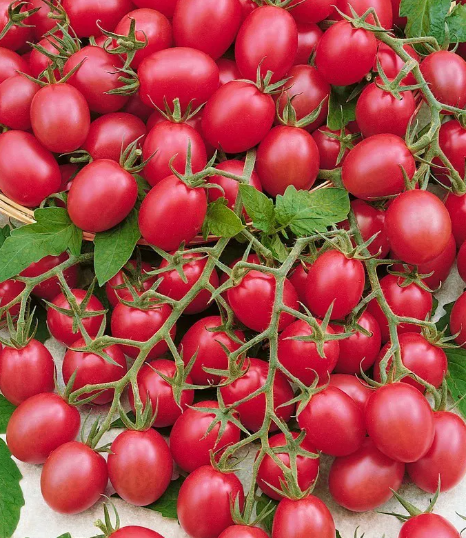 Tomato - Malinowy Kapturek -20 Seeds