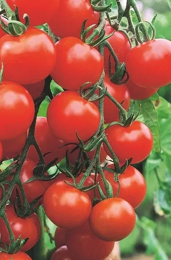 Tomato - Malinowy Kapturek -20 Seeds