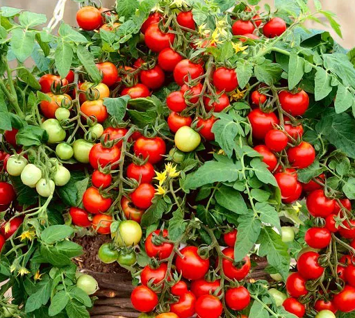 Tomato - Bajaja - Cherry -20 Seeds