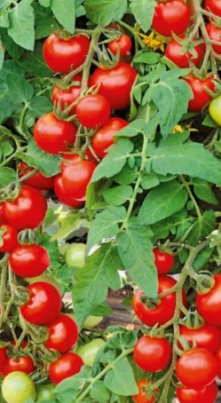Tomato - Bajaja - Cherry -20 Seeds