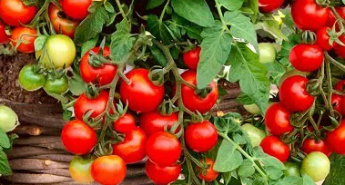 Tomato - Bajaja - Cherry -20 Seeds