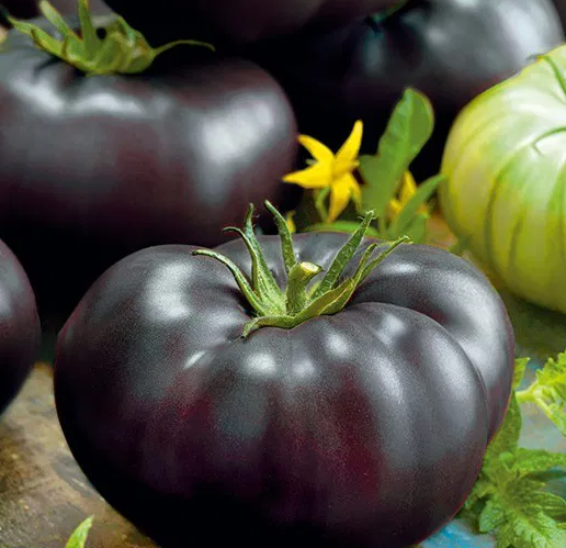 Tomato -Black Beauty -20 Seeds