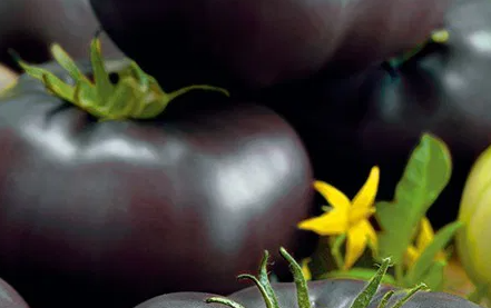 Tomato -Black Beauty -20 Seeds