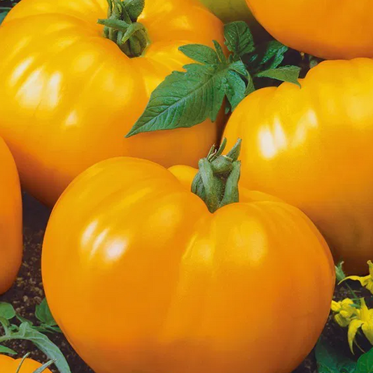 Tomato -Oxheart Orange -20 Seeds