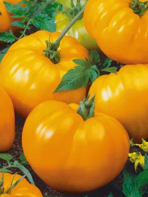 Tomato -Oxheart Orange -20 Seeds
