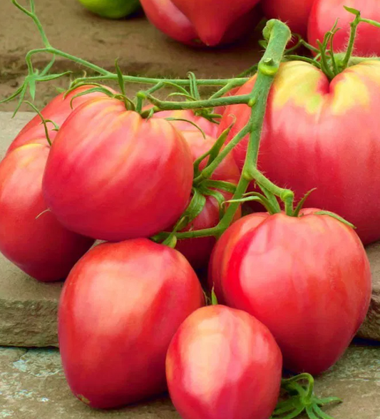Tomato -Bawole Serce-20 Seeds