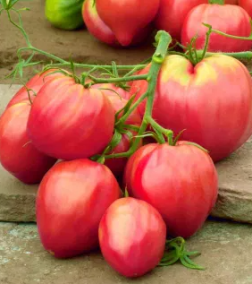 Tomato -Bawole Serce-20 Seeds