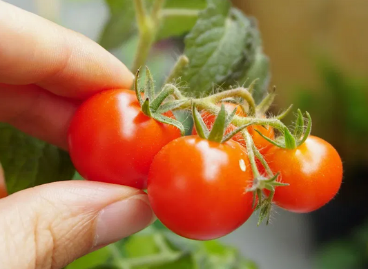 Tomato -Vilma -20 Seeds
