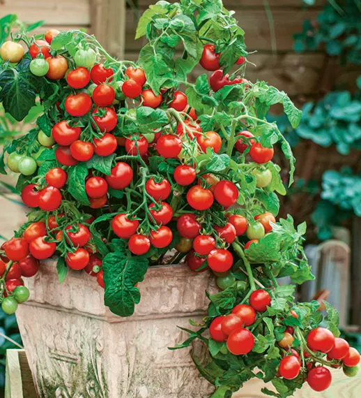 Tomato -Vilma -20 Seeds