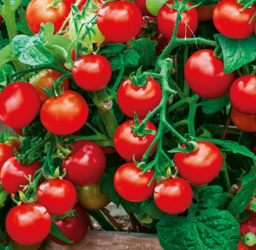 Tomato -Vilma -20 Seeds