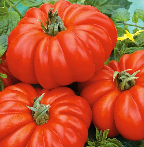 Tomato -Costoluto Fiorentino-20 Seeds