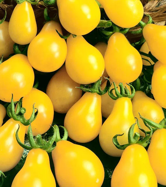 Tomato -Yellow Pearshaped-20 Seeds