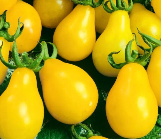 Tomato -Yellow Pearshaped-20 Seeds