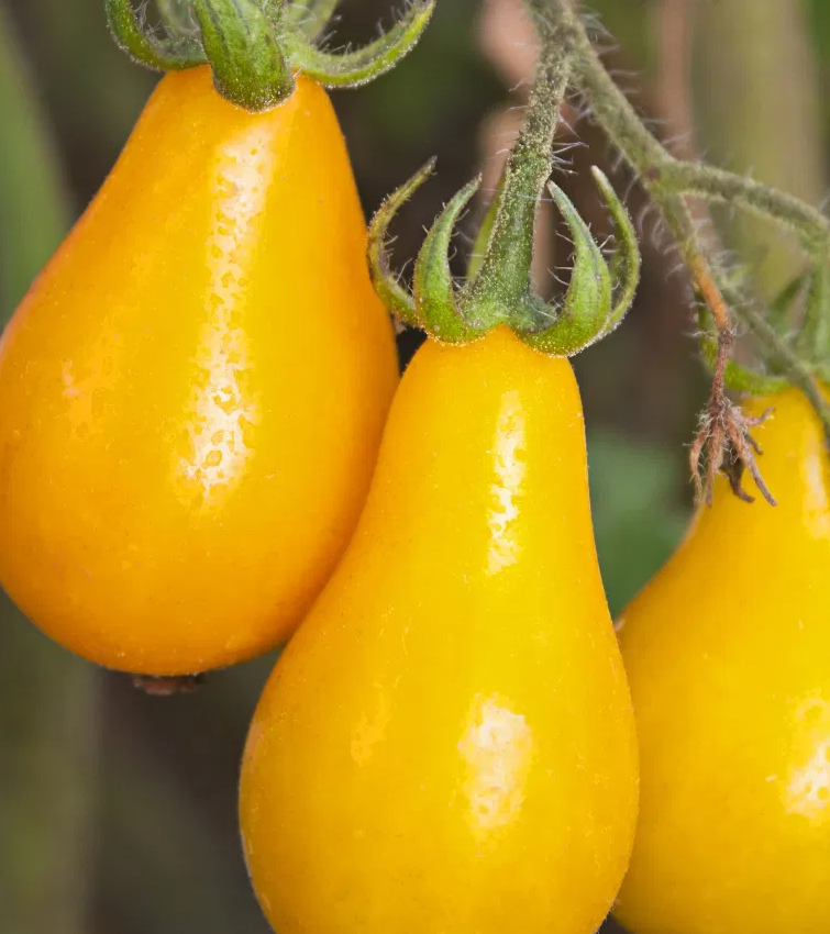 Tomato -Yellow Pearshaped-20 Seeds