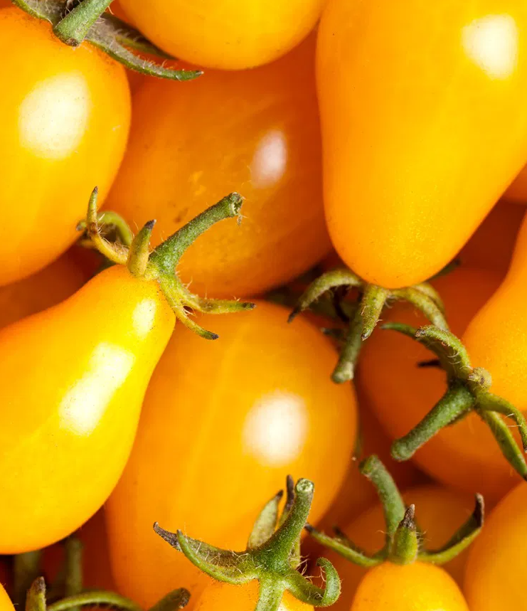 Tomato -Yellow Pearshaped-20 Seeds