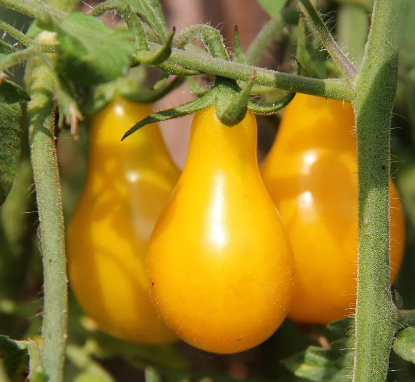 Tomato -Yellow Pearshaped-20 Seeds