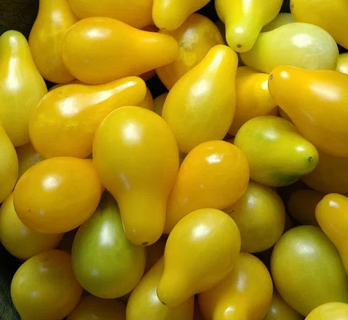 Tomato -Yellow Pearshaped-20 Seeds