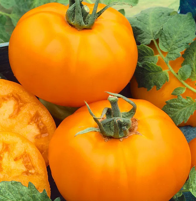 Tomato -Vibrant Orange-20 Seeds