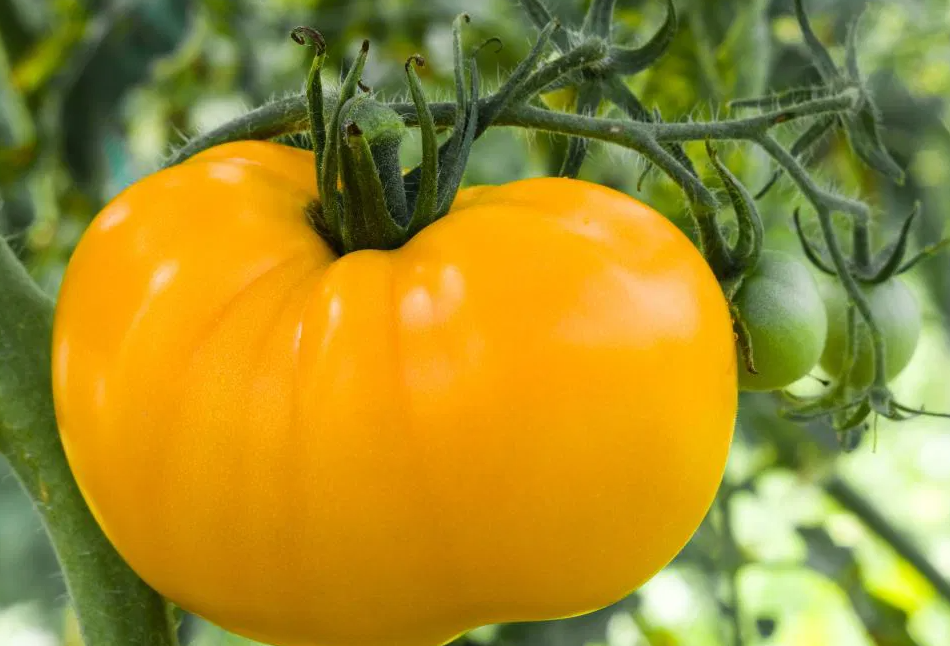 Tomato -Vibrant Orange-20 Seeds