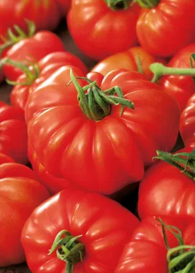 Tomato -Marmande -20 Seeds