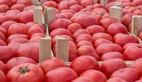 Tomato -Malinowy Kujawski-20 Seeds