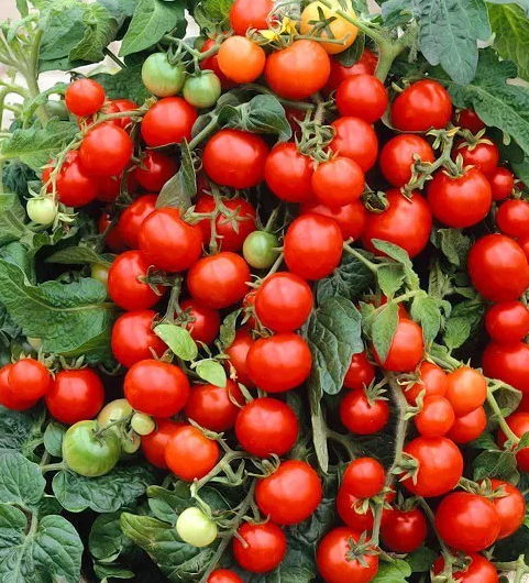 Tomato -Maskotka -20 Seeds