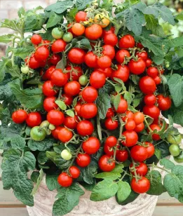 Tomato -Maskotka -20 Seeds