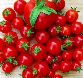 Tomato -Maskotka -20 Seeds