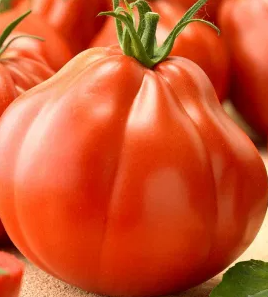 Tomato -Pera d'Abruzzo-20 Seeds