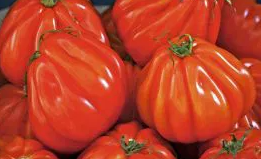 Tomato -Pera d'Abruzzo-20 Seeds