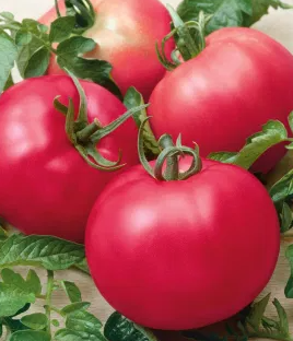 Tomato -Maliniak -20 Seeds