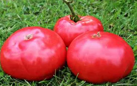 Tomato -Maliniak -20 Seeds