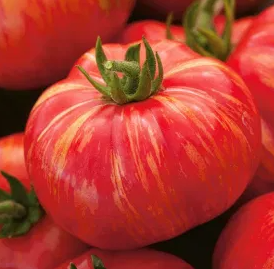 Tomato -Duo -20 Seeds