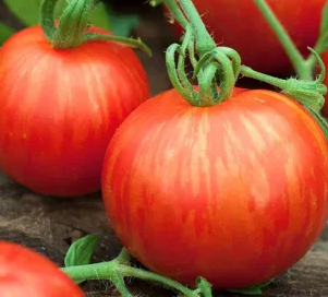 Tomato -Tigerella -20 Seeds