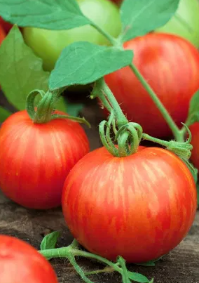 Tomato -Tigerella -20 Seeds