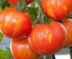 Tomato -Tigerella -20 Seeds