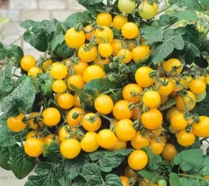 Tomato -Aztek -20 Seeds