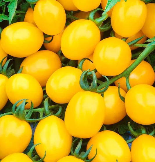 Tomato -Yellow Bunch-20 Seeds