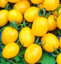 Tomato -Yellow Bunch-20 Seeds