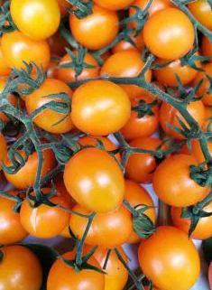 Tomato -Yellow Bunch-20 Seeds