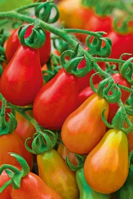 Tomato -Red Pear-20 Seeds