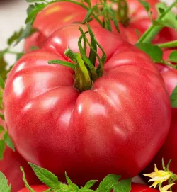 Tomato -Malinowy Olbrzym-20 Seeds