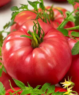 Tomato -Malinowy Olbrzym-20 Seeds