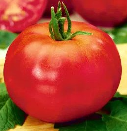 Tomato -Betalux -20 Seeds