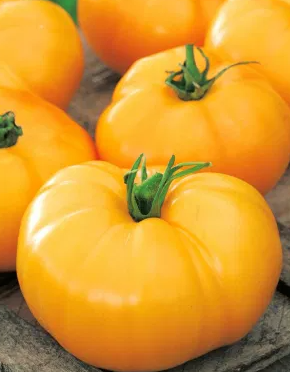 Tomato -Jantar -20 Seeds