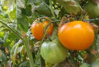 Tomato -Jantar -20 Seeds