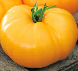 Tomato -Jantar -20 Seeds